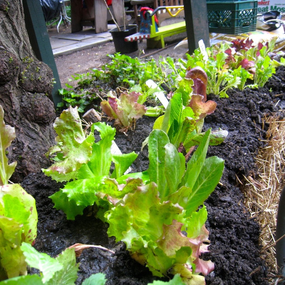 Should You Grow in a Straw Bale Garden?