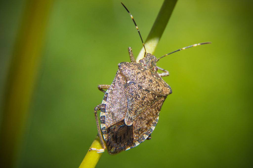 How We Got Rid of Stink Bugs  Easy DIY Brown Marmorated Stink Bug Trap 