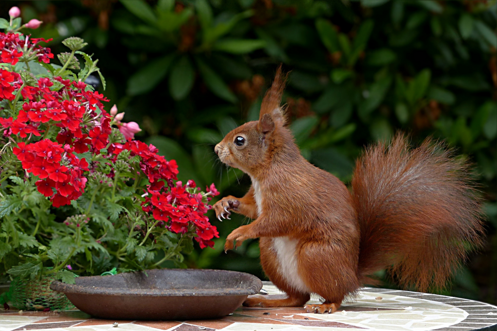 How to Keep Pesky Squirrels Out of Your Garden | Biotech – Greenway Biotech,