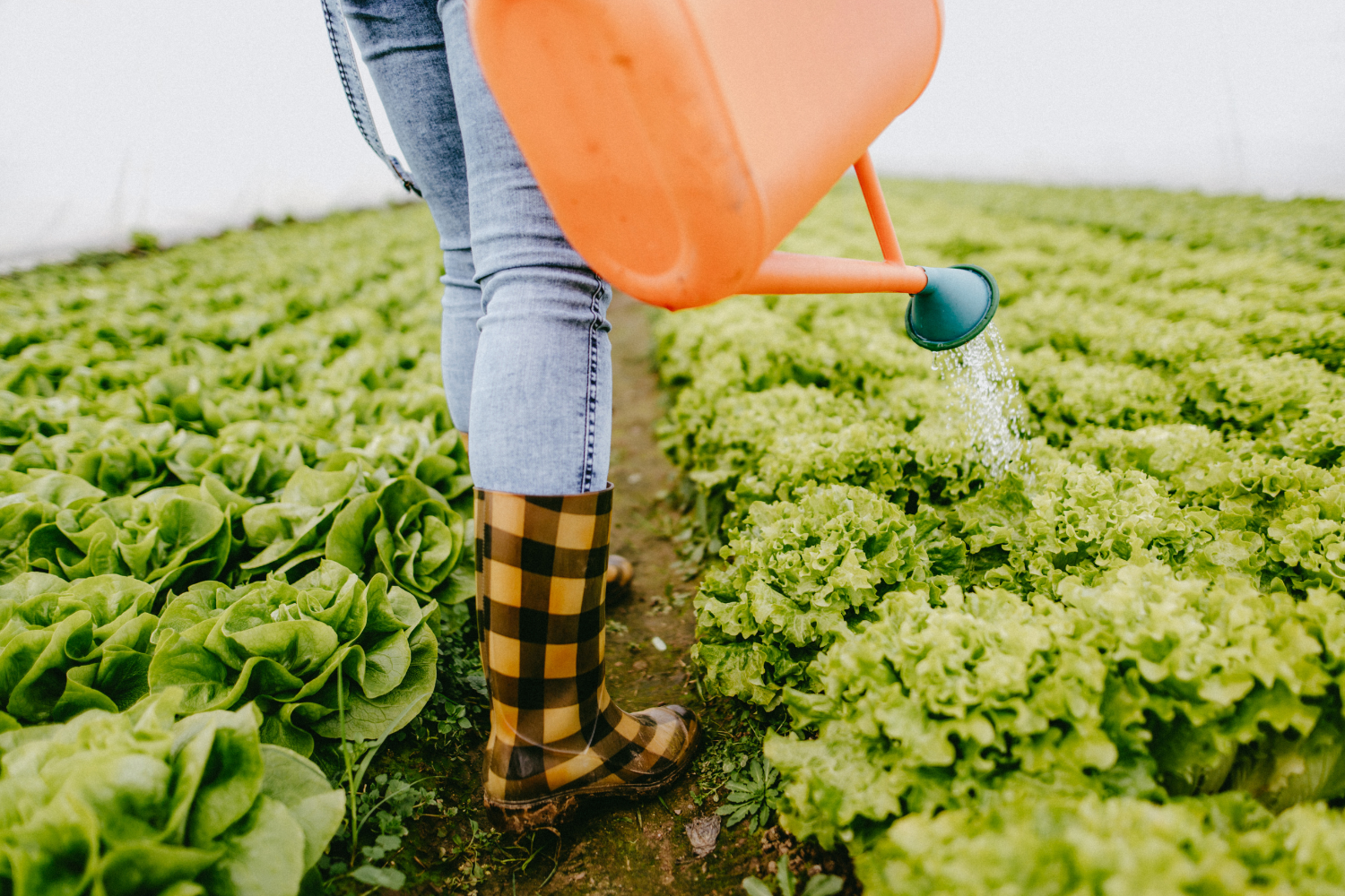 How to Fertilize Lettuce Plants For Healthy Leaves