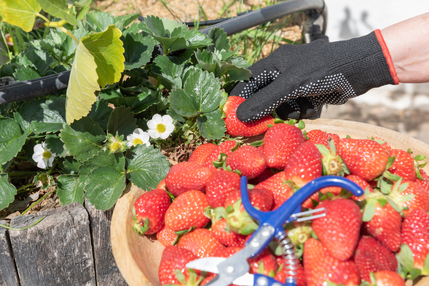 When You'll Want to Apply Fertilizer to Your Strawberries