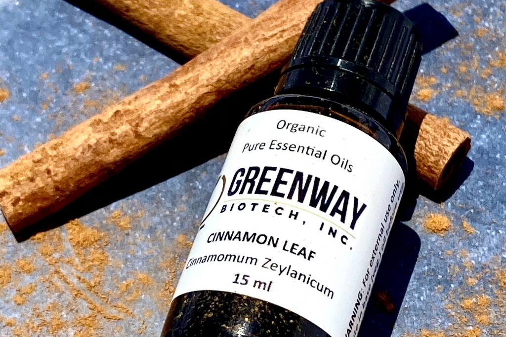 How to Prevent Aging Skin With Cinnamon Leaf Oil - Greenway Biotech –  Greenway Biotech, Inc.