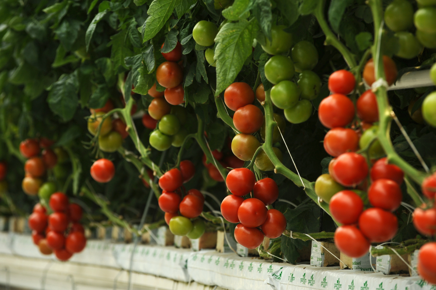 Step-by-step setup for hydroponics in a greenhouse
