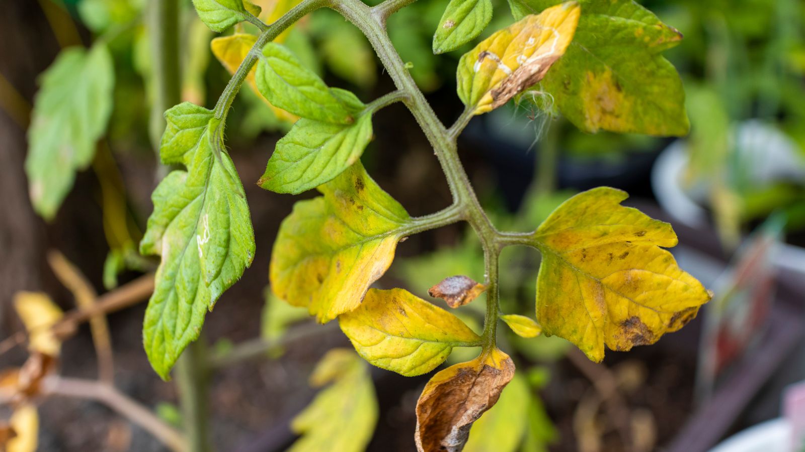 yellow leaves on tomato plant