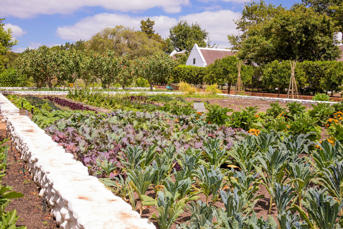 Best Organic Fertilizer for Vegetables | Greenway Biotech, Inc.