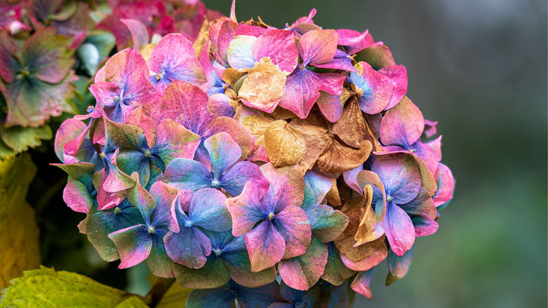 7 Reasons Why Your Hydrangea Leaves Are Turning Brown
