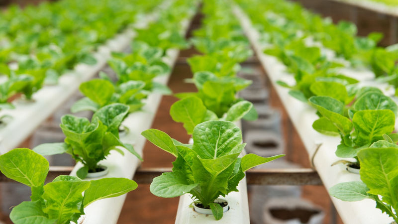 hydroponics lettuce system