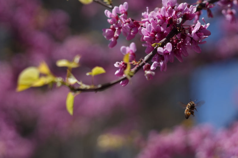 The Importance of a Pollinator-Friendly Garden and How Boric Acid Can Help