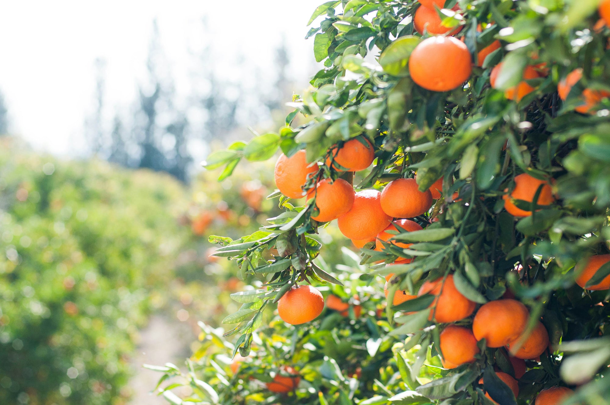 What is the Best Fertilizer for Fruit Trees?