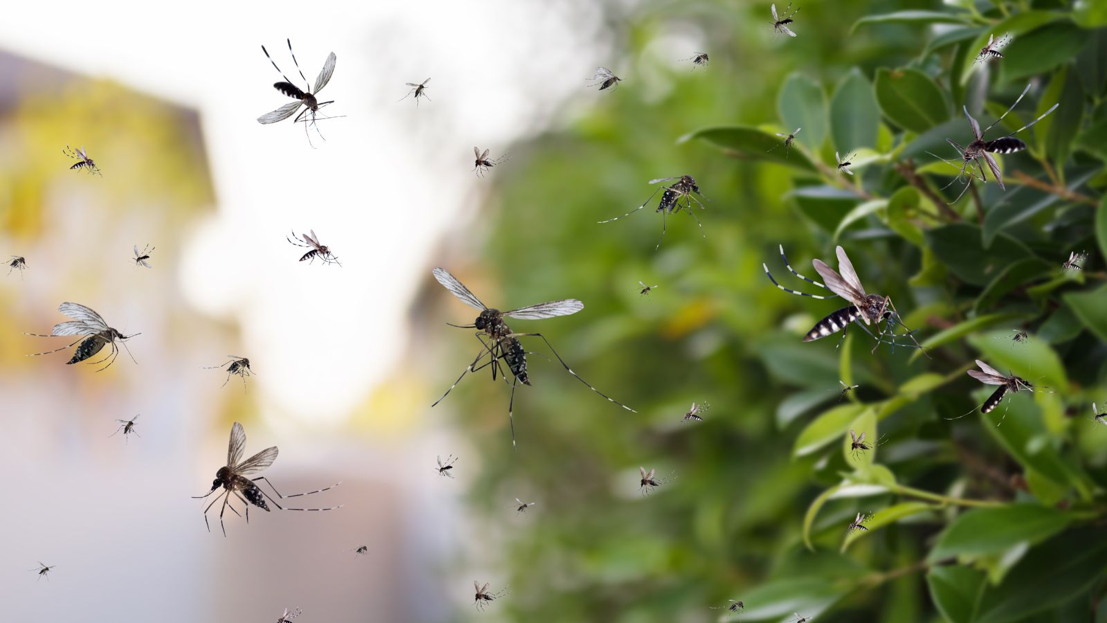 mosquitoes flying near bush