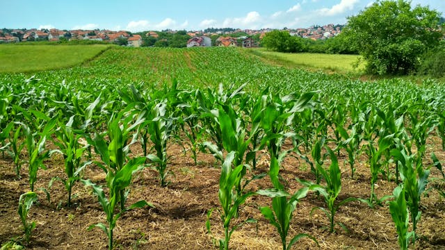 Corn Farm Field of Young Corn