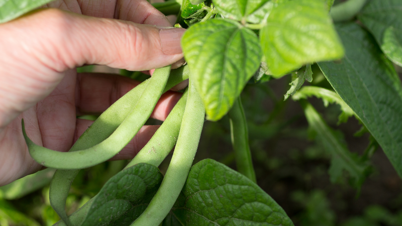 How to grow green beans at home
