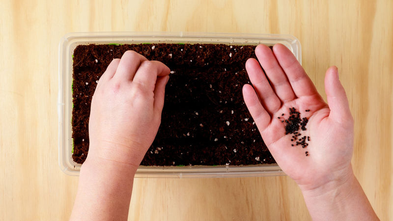 planting seeds in seed starting mix