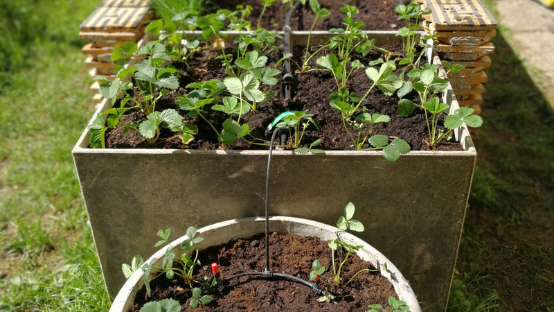 growing strawberries in a raised garden bed