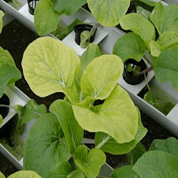 Sulfur Deficiency in Plants: Causes, Symptoms & Fixes  Greenway Biotech,  Inc.