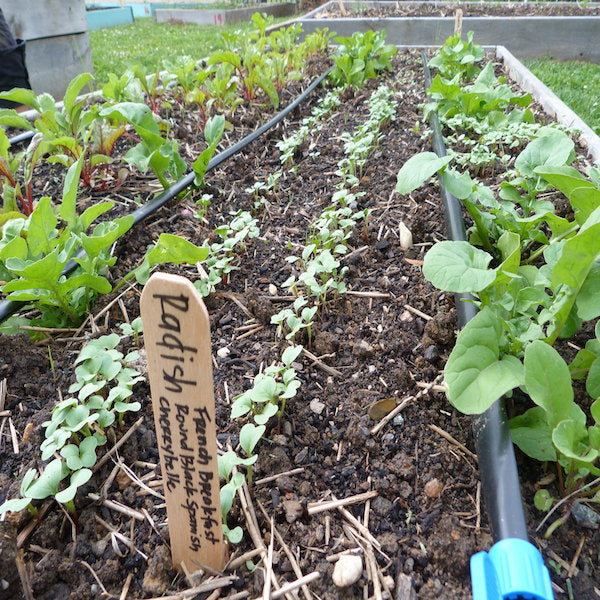 How Can a Drip Irrigation System Improve Your Garden?