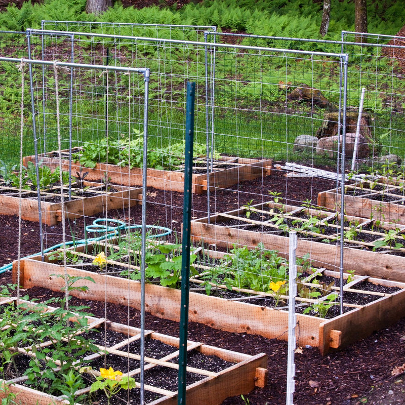 How to Start Growing in a Raised Garden Bed