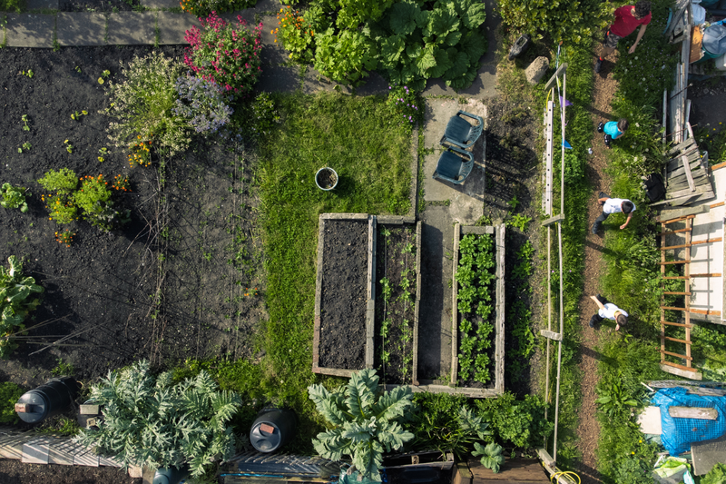 Aerial view of raised home garden beds for self-sufficient food production