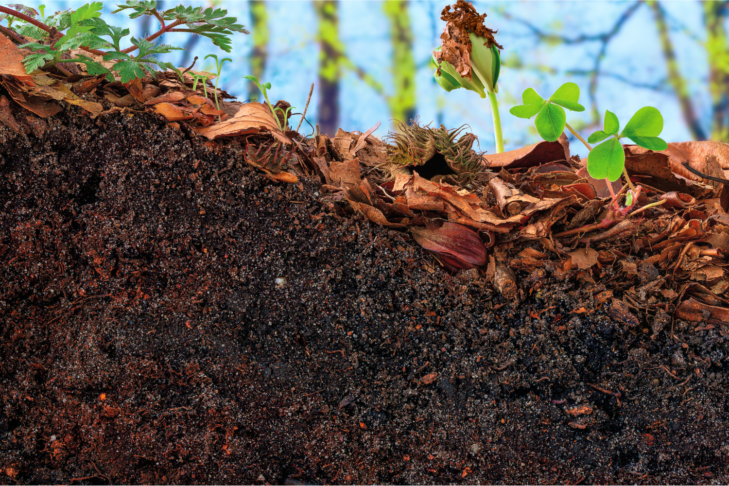 What is Topsoil and Why is it Important?