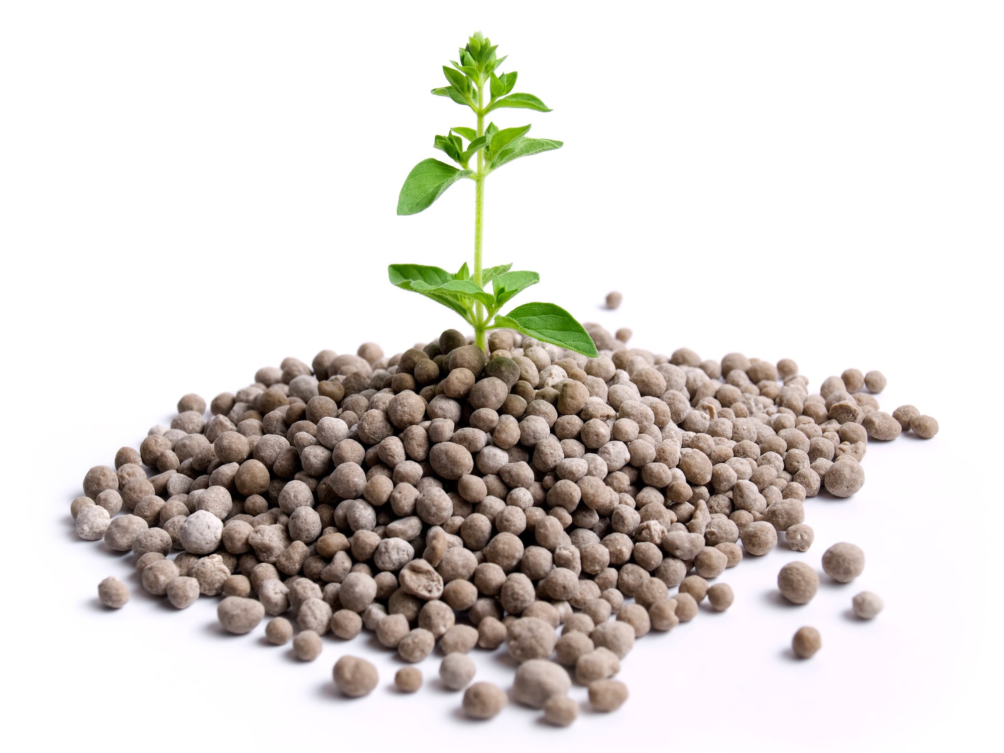 What's the Function of Phosphorus (P) in Plants?