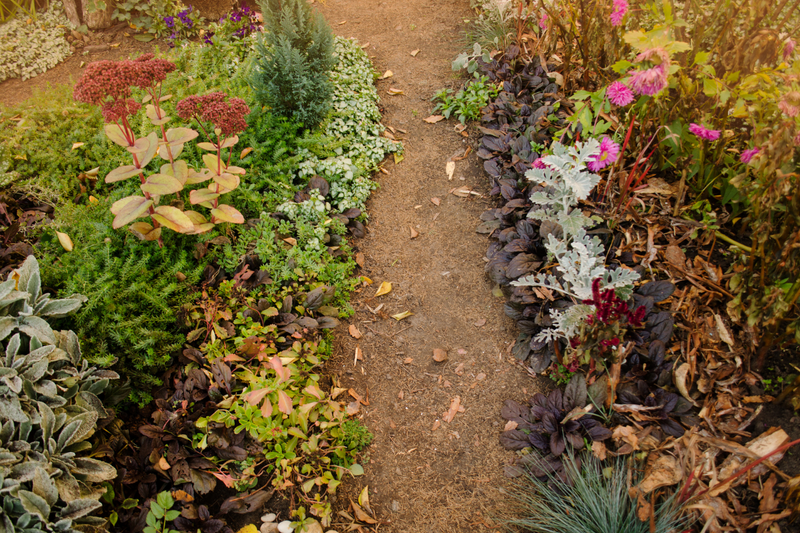 6 Fall Landscape Plants for Your Yard