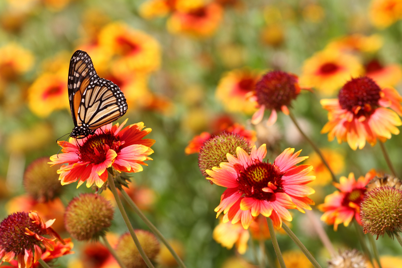 What Plants Attract Butterflies?