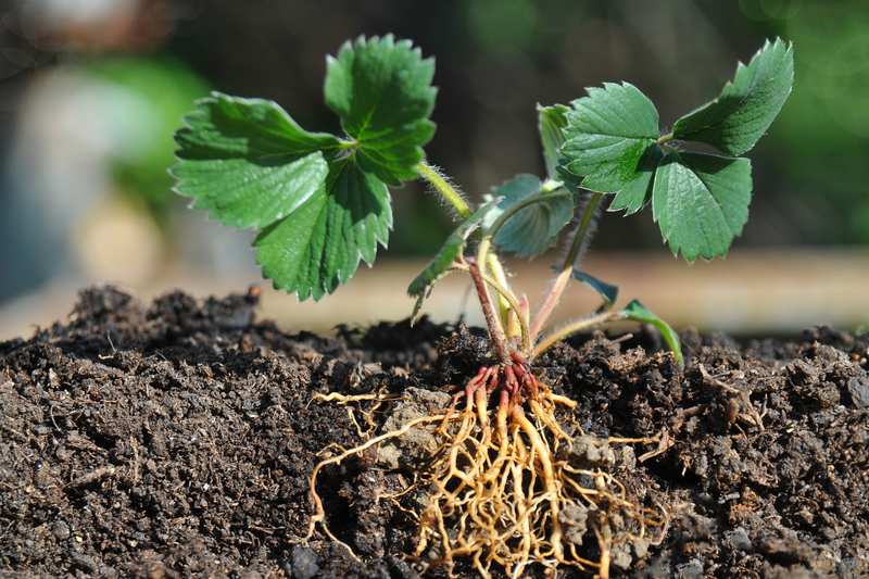 Finest Roots How to Grow Healthy Plant Roots for Stunning Vegetables - Greenway ...