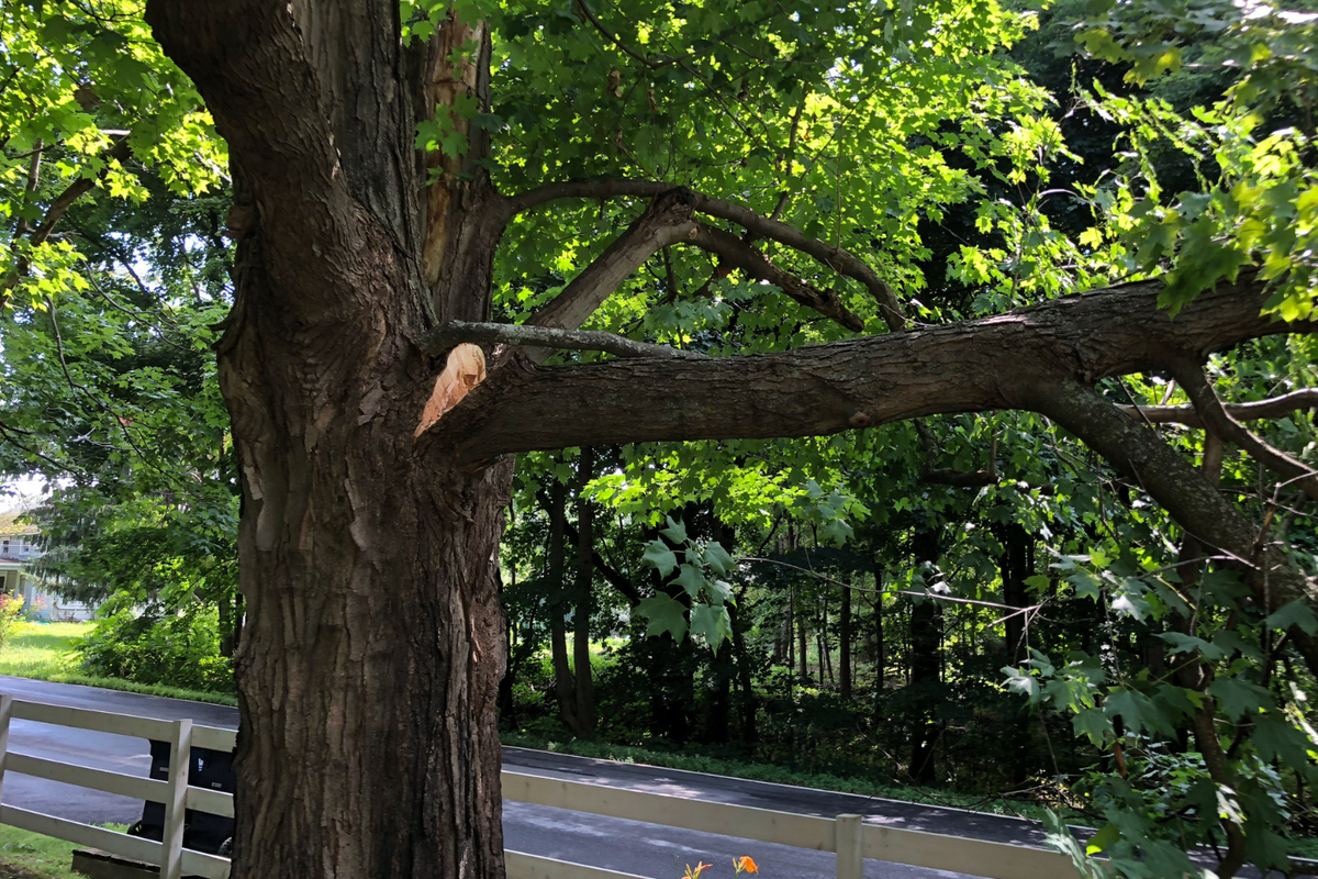 The Best Trees to Plant in Your Yard - Greenway Biotech – Greenway ...