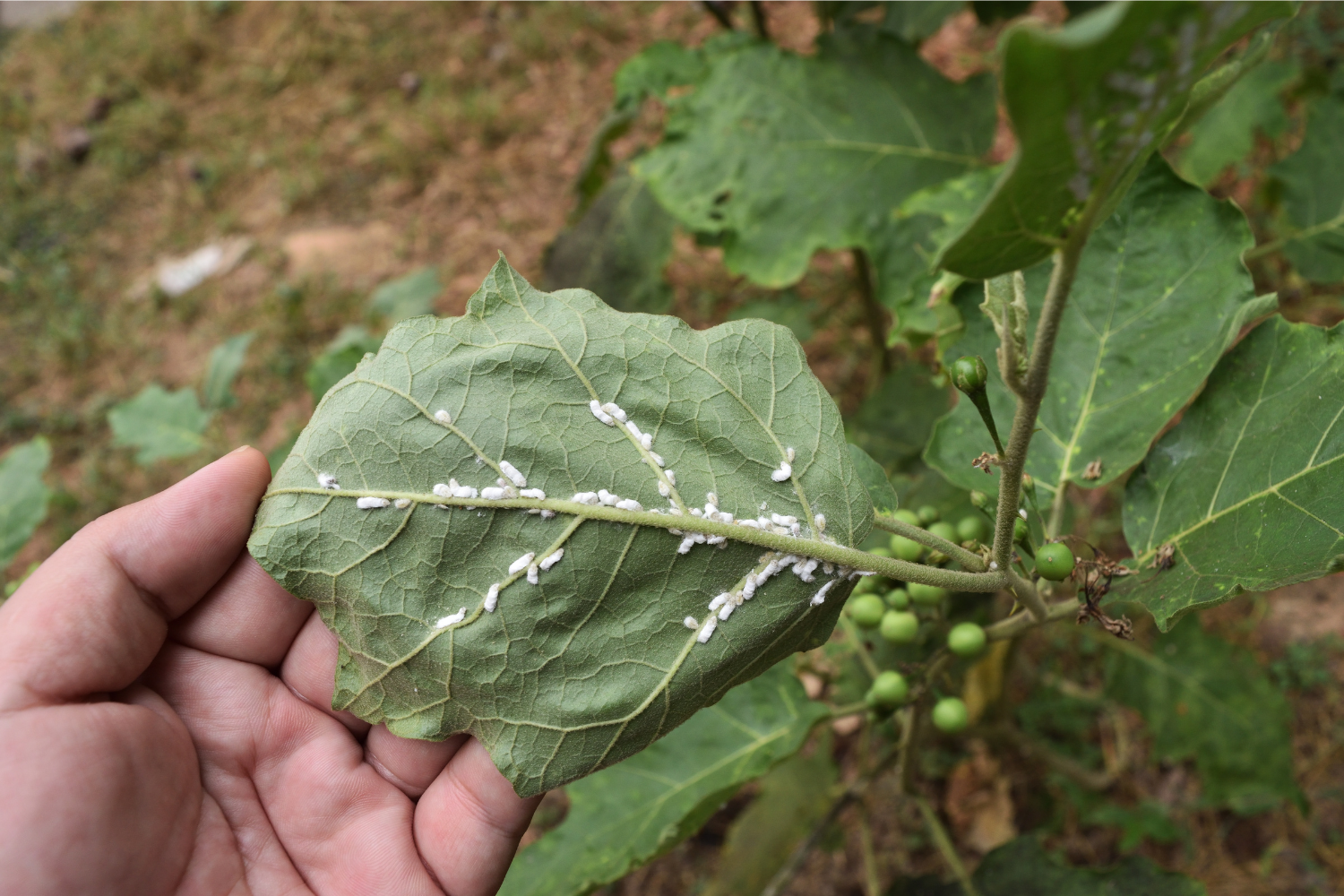 Bug Infested Produce The Secrets to Bug-Proofing Your Vegetable Garden - Greenway Biotech ...