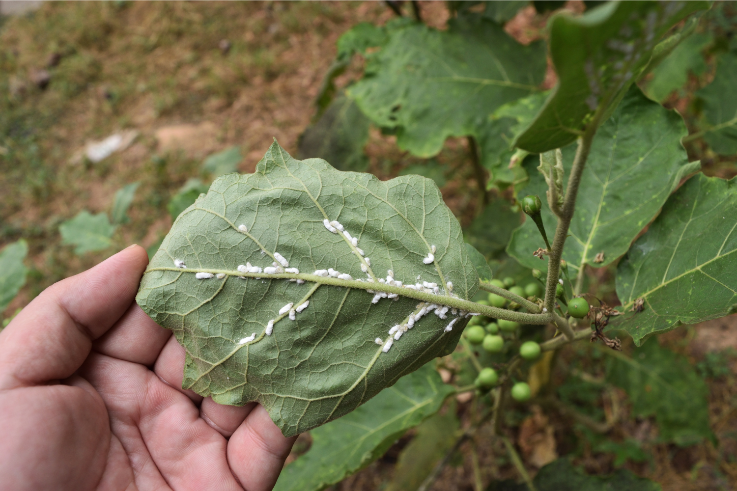 How to Keep Bugs Out of Your Vegetable Garden