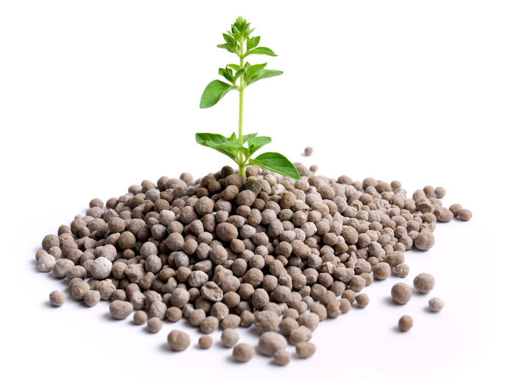 What Does Phosphorus Do for Plants? Functions, Deficiency Symptoms &  Fertilizer  Greenway Biotech, Inc.