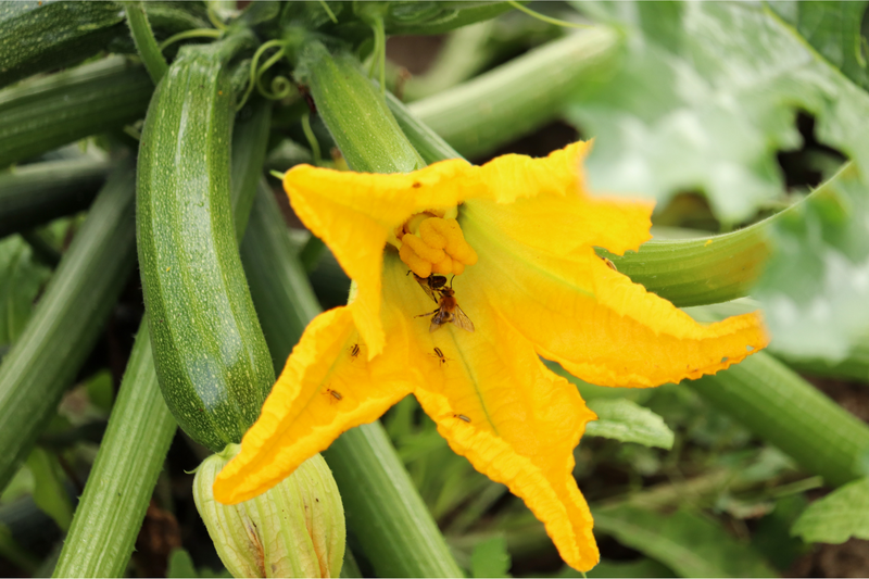 Zucchini plant with yellow flowers but no developing fruit in a summer garden