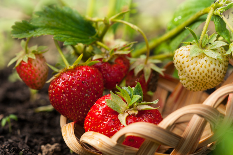 How to Naturally Grow More Juicy Strawberries