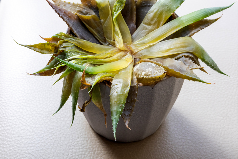 5 Most Common Reasons Your Aloe Plant Turned Brown