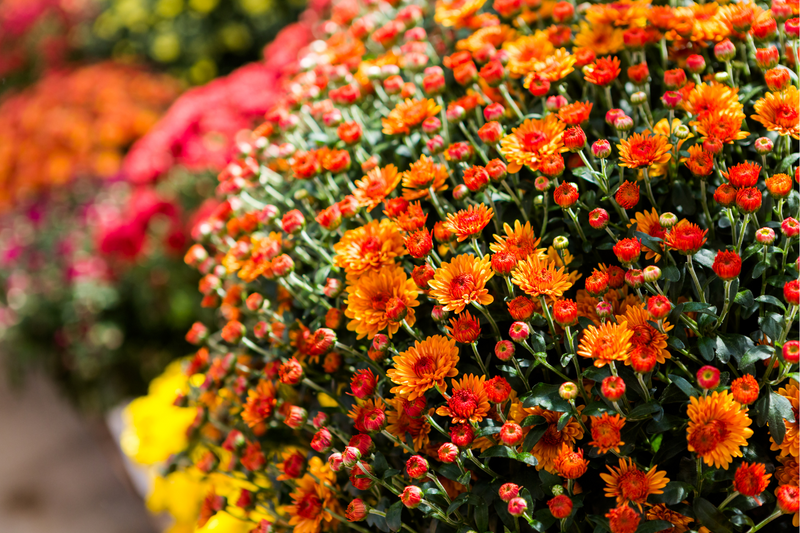 How to Care for Mums in Pots for Beautiful Flowers