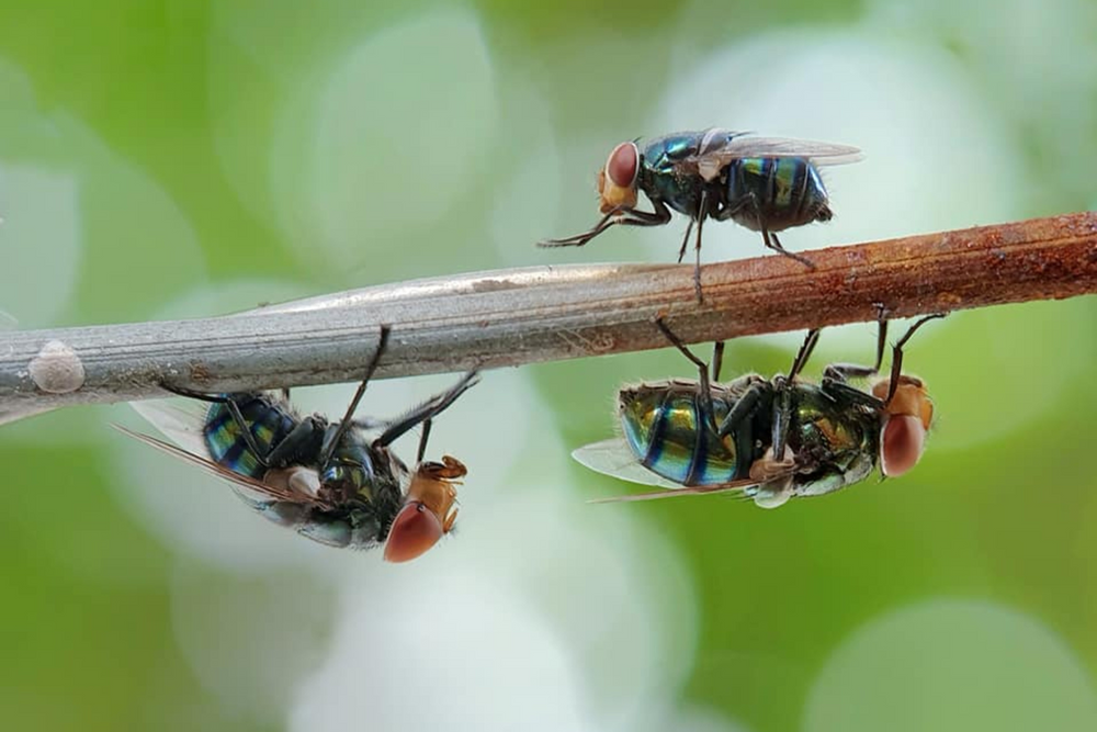 What Are the Best Outdoor Plants to Repel Flies? - Greenway Biotech   Greenway Biotech, Inc.