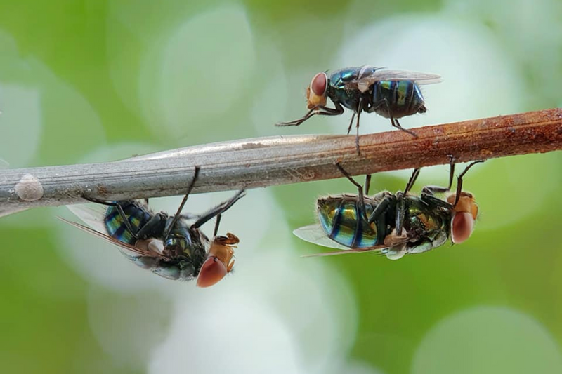 What Are the Best Outdoor Plants to Repel Flies?