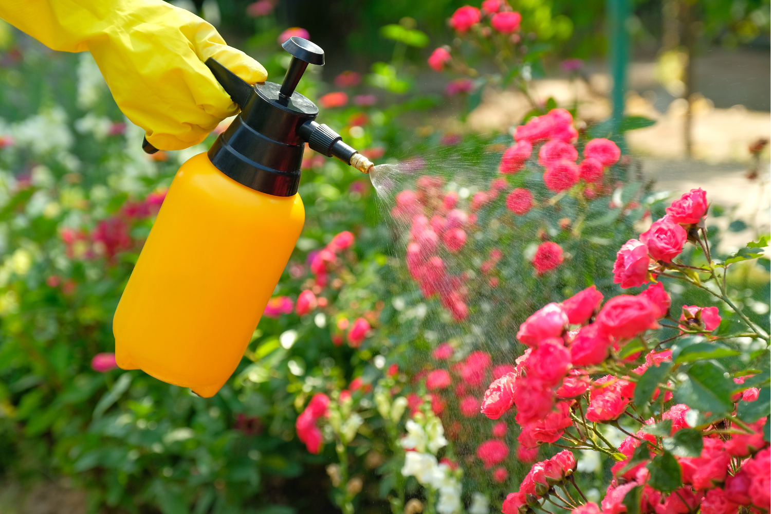 How to Stop Plant Fungus Growing in Your Garden?