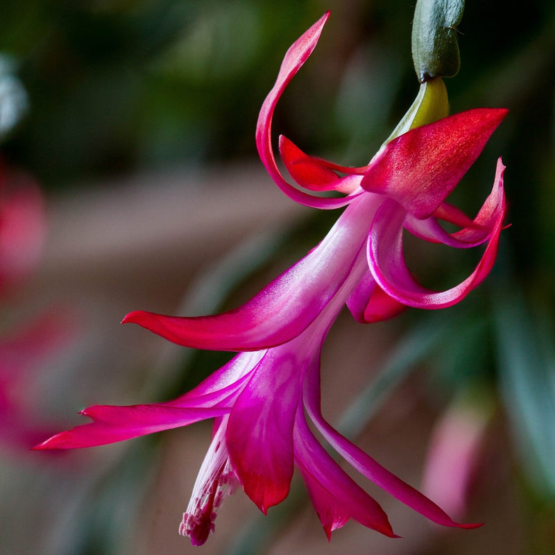8 Things You Need to Know About the Christmas Cactus