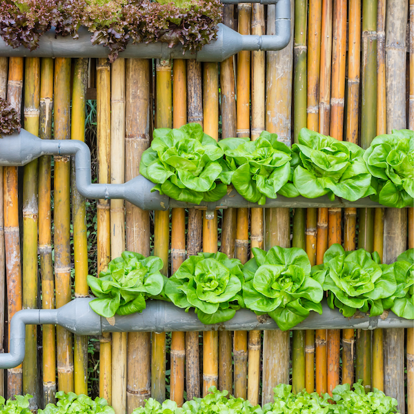 What You Should Know About Vertical Gardening