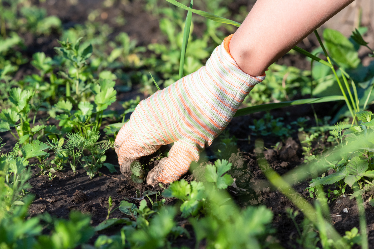 4 Ways to a Spectacular Weed Free Vegetable Garden