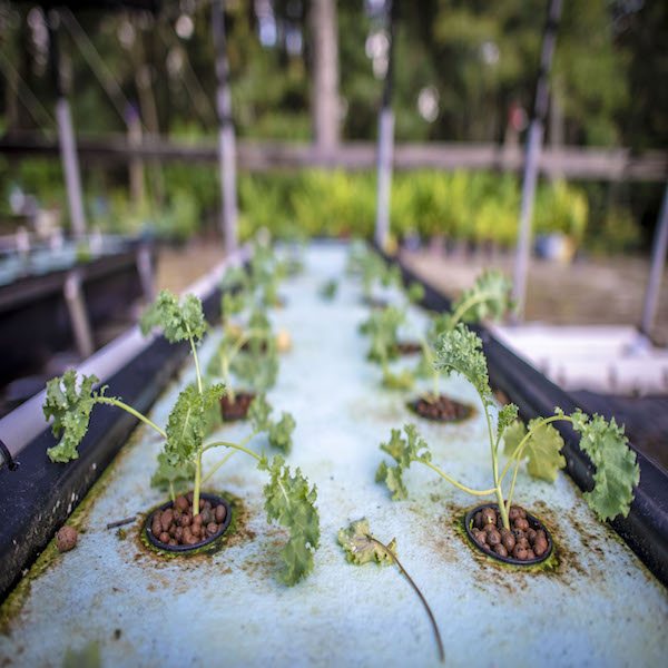 Leafy greens growing in an aquaponics system without soil