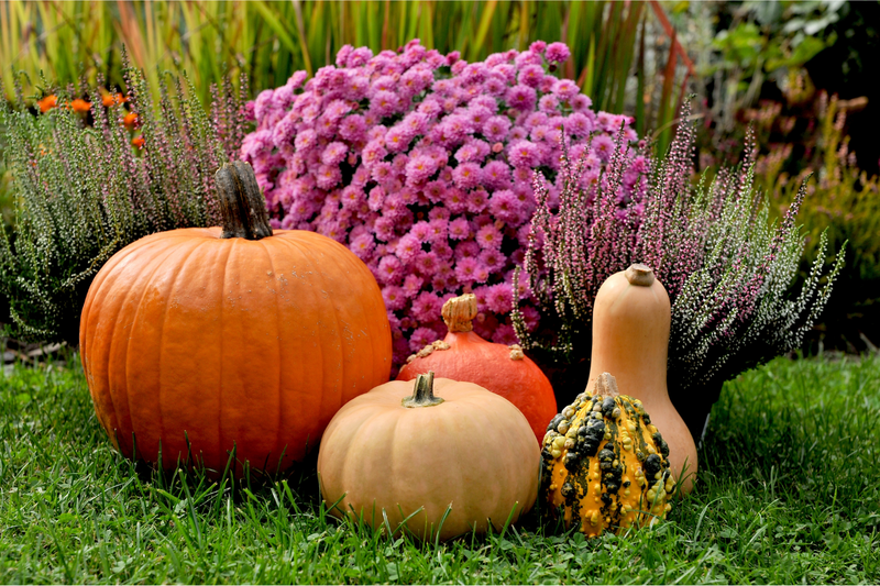 What Should You Do to Your Garden Beds in Fall?