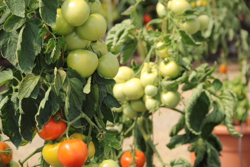 Easy Tips to Fertilize Your Tomatoes for Better Yields