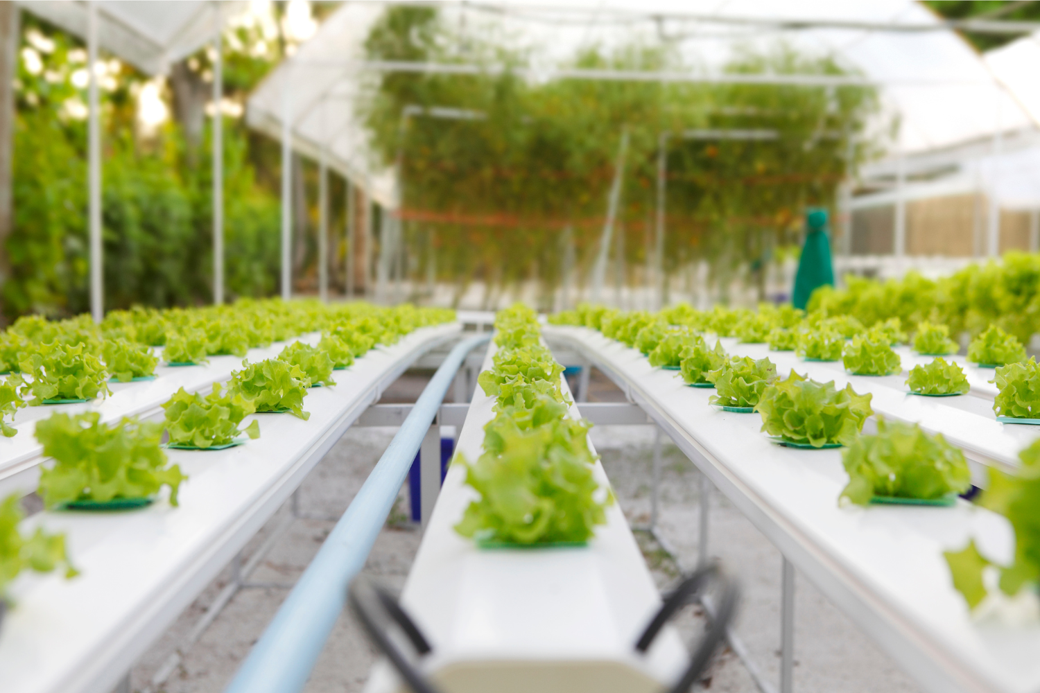 What Are the Best Fertilizers to Use in Hydroponics?