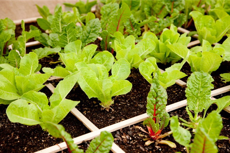 How to Make a Square Foot Garden