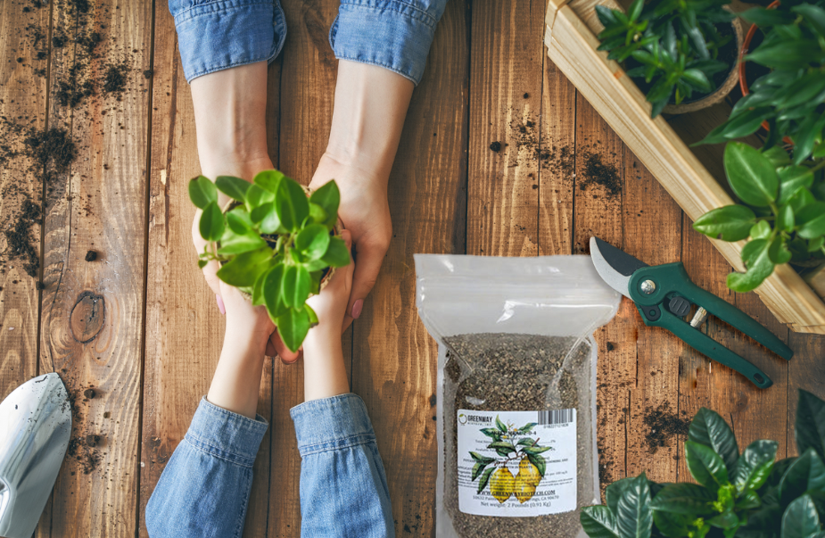 best organic indoor plant fertilizer