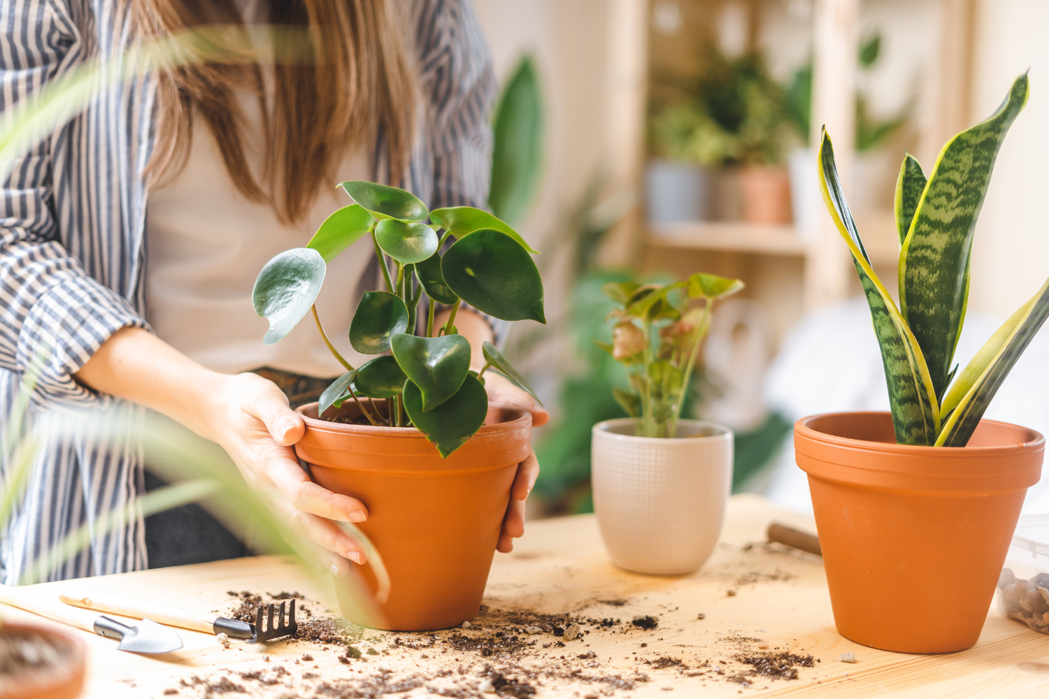 How Can I Increase My Indoor Plant Growth?