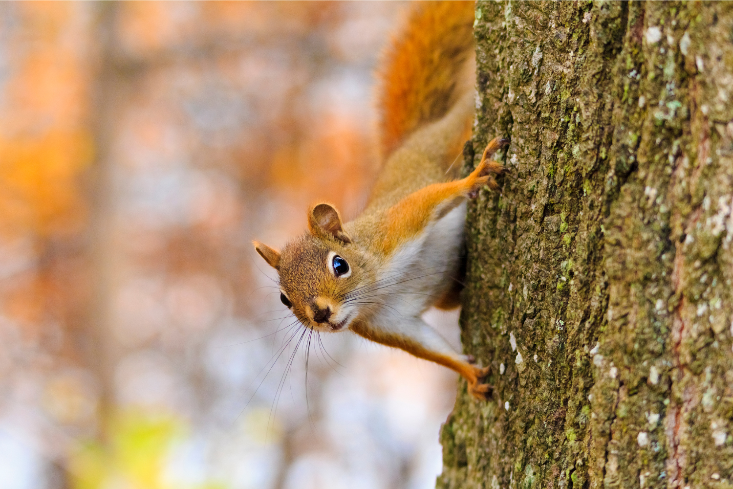 How Can You Keep Animals Out of Your Garden?