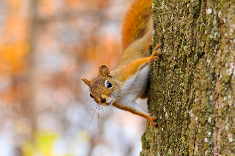 How Can You Keep Animals Out of Your Garden?
